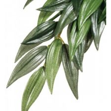 EXO TERRA FOREST PLANT – RUSCUS – SMALL